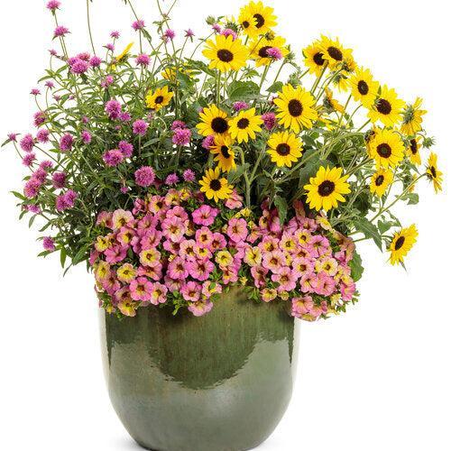 Calibrachoa hybrid 'Pink Lemonade' ~ PW® Superbells Magic® Pink Lemonade Calibrachoa-ServeScape