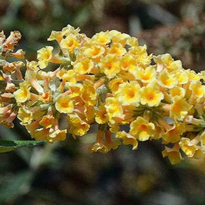 Buddleia x weyeriana 'Honeycomb' ~ Honeycomb Butterfly Bush-ServeScape