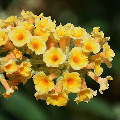 Buddleia x weyeriana 'Honeycomb' ~ Honeycomb Butterfly Bush-ServeScape