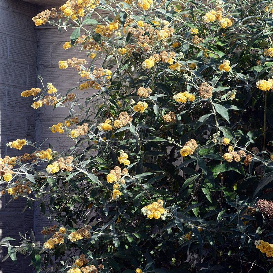 Buddleia x weyeriana 'Honeycomb' ~ Honeycomb Butterfly Bush-ServeScape