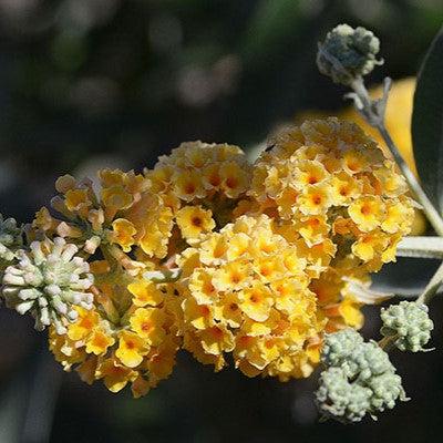 Buddleia x weyeriana 'Honeycomb' ~ Honeycomb Butterfly Bush-ServeScape