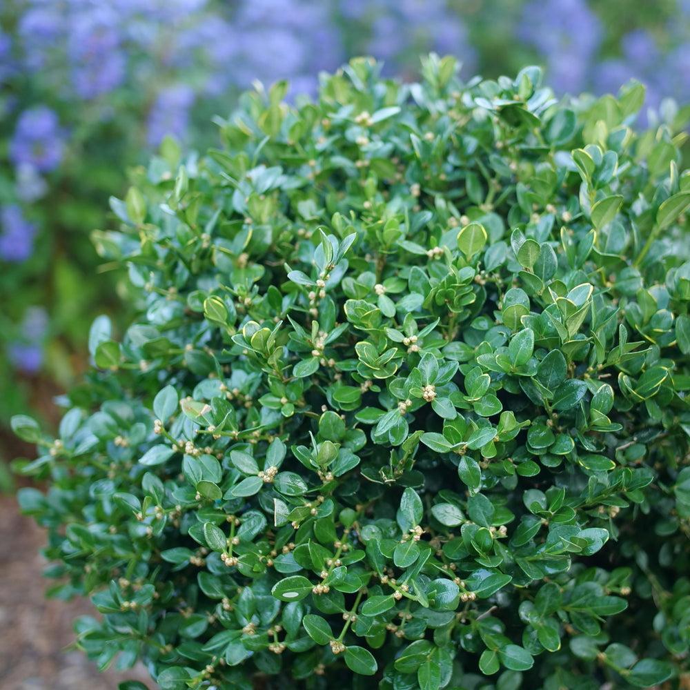 Buxus microphylla 'NSBBL' USPP 36,302 ~ Neatball™ Boxwood-ServeScape