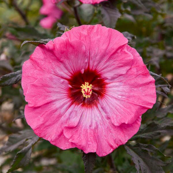 Hibiscus moscheutos 'Inner Glow' PP34279 ~ Inner Glow Hardy Hibiscus-ServeScape