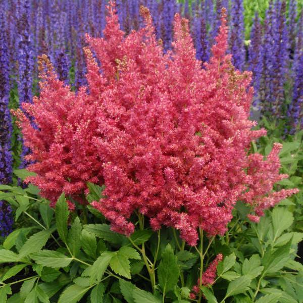 Astilbe chinensis 'Fireberry' PP20658 ~ Fireberry Astilbe-ServeScape