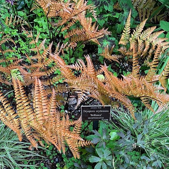 Dryopteris erythrosora 'Brilliance' ~ Monrovia® Brilliance Autumn Fern-ServeScape