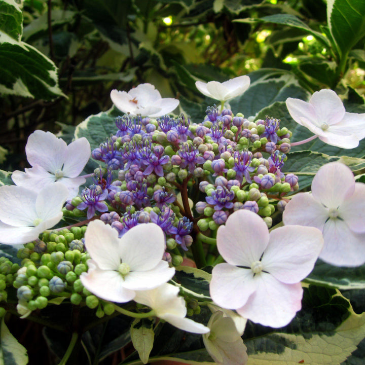Hydrangea macrophylla 'Variegata' ~ Monrovia® Variegated Hydrangea-ServeScape