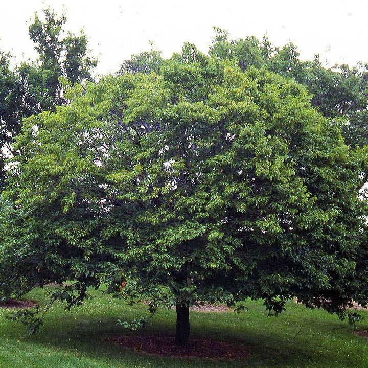 Carpinus betulus ~ European Hornbeam-ServeScape