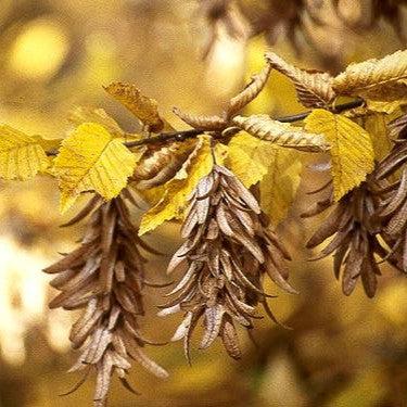 Carpinus betulus ~ European Hornbeam-ServeScape