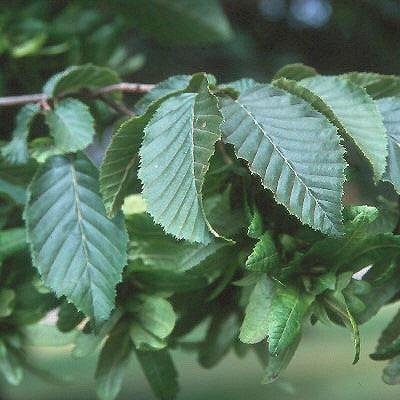 Carpinus betulus ~ European Hornbeam-ServeScape