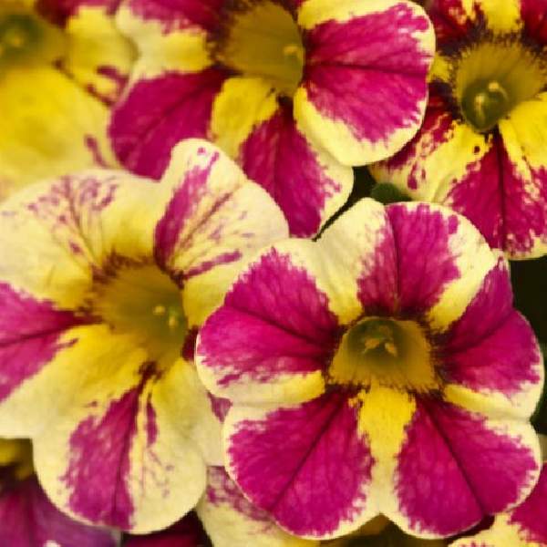Calibrachoa 'Candy Bouqet' ~ Candy Shop™ Candy Bouquet Calibrachoa-ServeScape