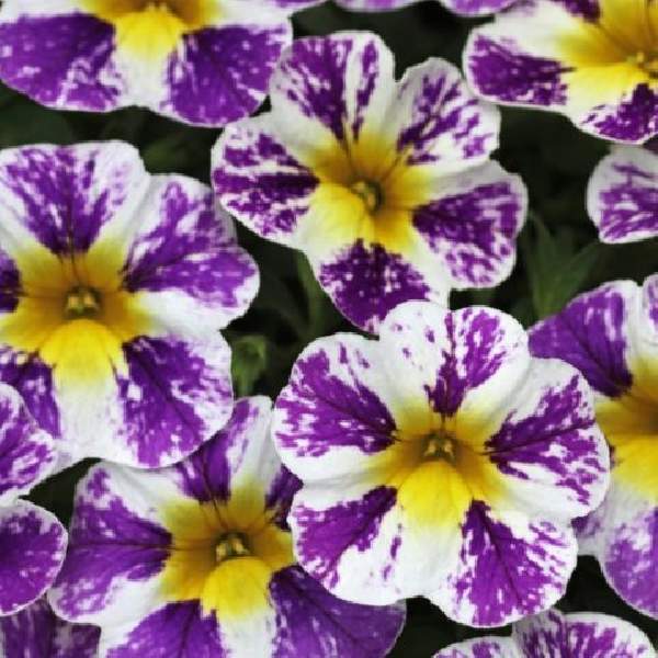 Calibrachoa 'Grape Splash' ~ Candy Shop™ Grape Splash Calibrachoa-ServeScape