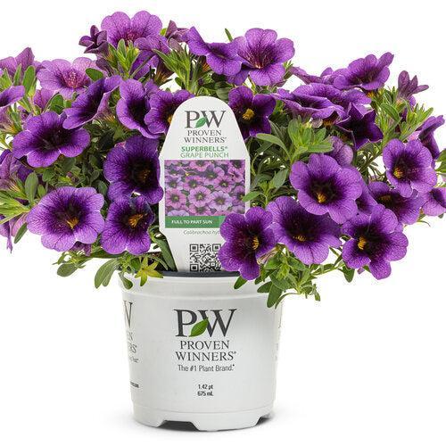 Calibrachoa hybrid 'JGCAL09404' ~ PW® Superbells® Grape Punch™ Calibrachoa-ServeScape