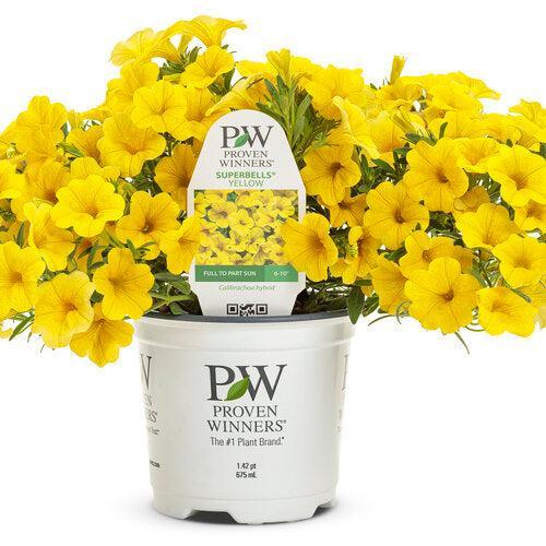 Calibrachoa hybrid 'WNCALSBYEL23' ~ PW® Superbells® Yelow Calibrachoa-ServeScape