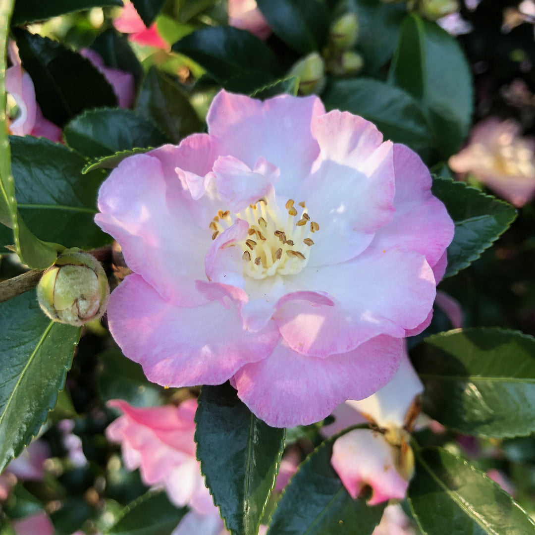 Camellia sasanqua ‘Green99-012’ ~ October Magic® Dawn™ Camellia-ServeScape
