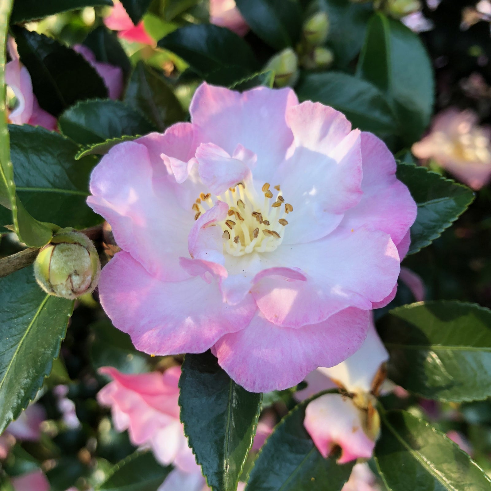 Camellia sasanqua ‘Green99-012’ ~ October Magic® Dawn™ Camellia-ServeScape
