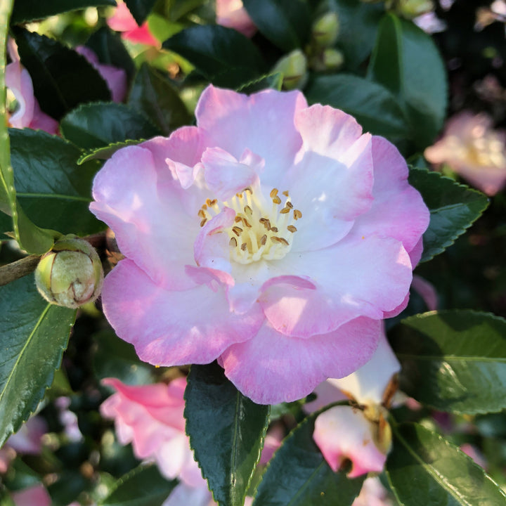 Camellia sasanqua ‘Green99-012’ ~ October Magic® Dawn™ Camellia-ServeScape