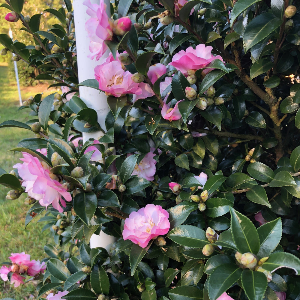 Camellia sasanqua ‘Green99-012’ ~ October Magic® Dawn™ Camellia-ServeScape