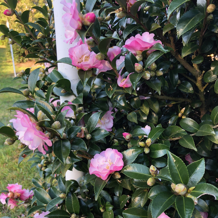 Camellia sasanqua ‘Green99-012’ ~ October Magic® Dawn™ Camellia-ServeScape