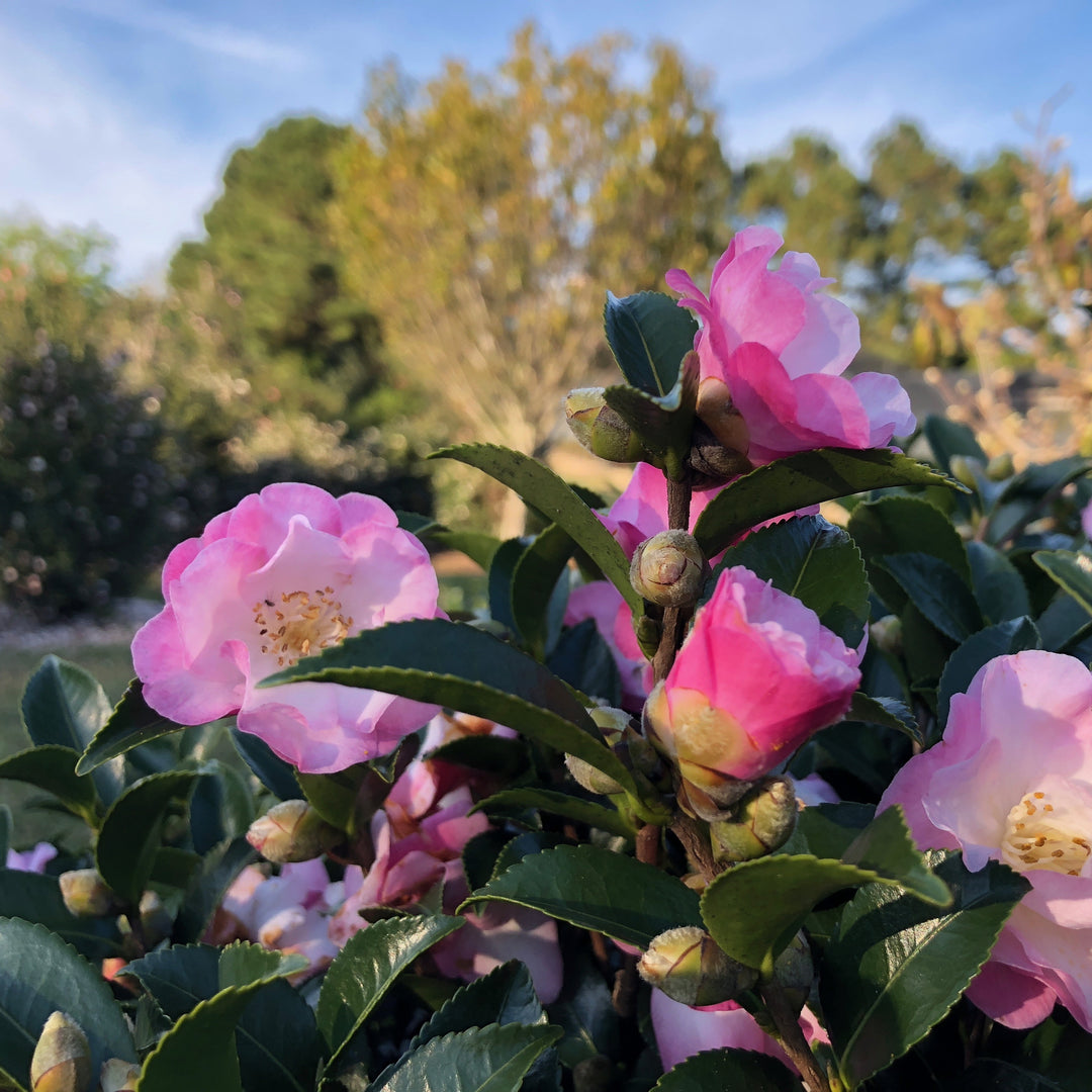 Camellia sasanqua ‘Green99-012’ ~ October Magic® Dawn™ Camellia-ServeScape