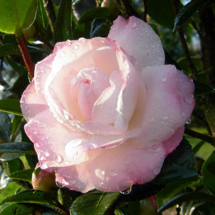 Camellia sasanqua ‘Green99-012’ ~ October Magic® Dawn™ Camellia-ServeScape