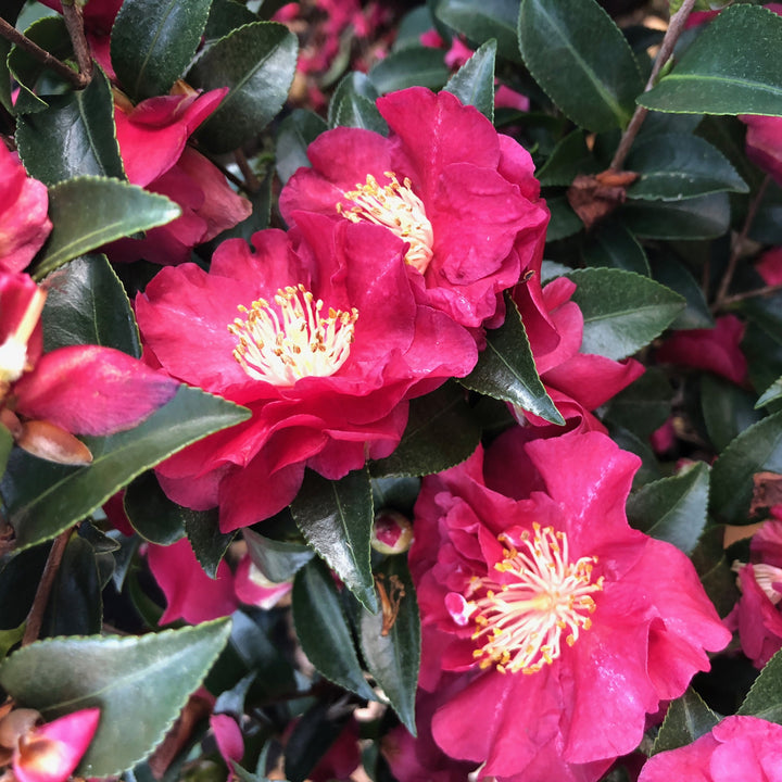 Camellia sasanqua 'Green 98-009' PP20506 ~ October Magic® Rose Camellia-ServeScape