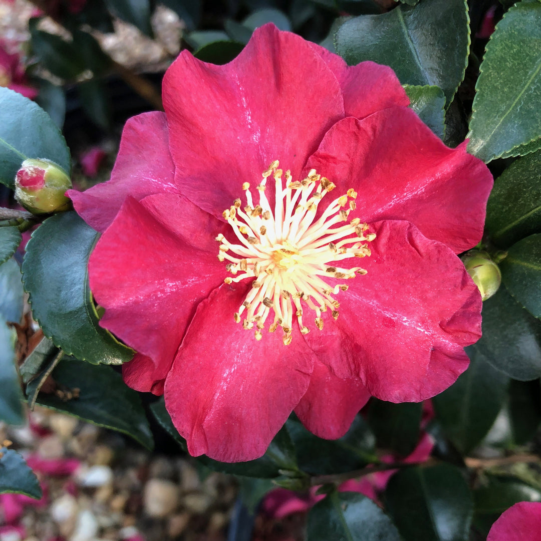 Camellia sasanqua 'Green 98-009' PP20506 ~ October Magic® Rose Camellia-ServeScape