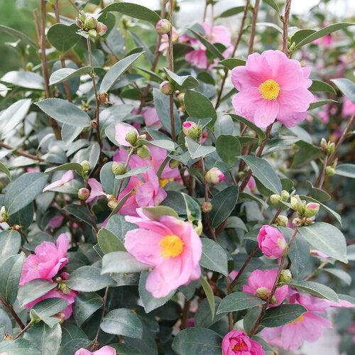 Camellia x 'FARROWCJH' PP36,117 ~ Just Chill™ Double Mauve Camellia-ServeScape