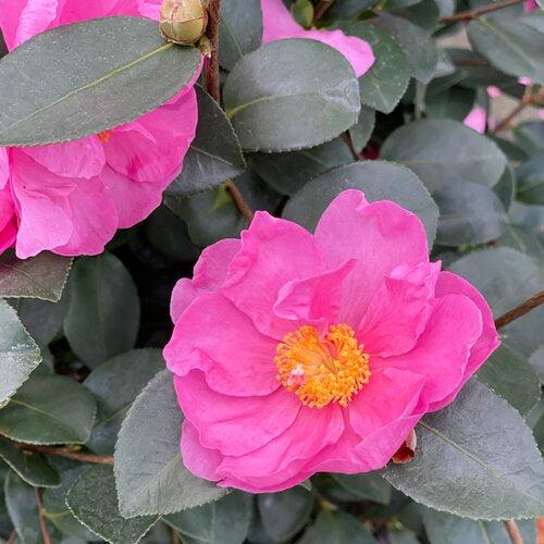 Camellia x 'FARROWCJH' PP36,117 ~ Just Chill™ Double Mauve Camellia-ServeScape