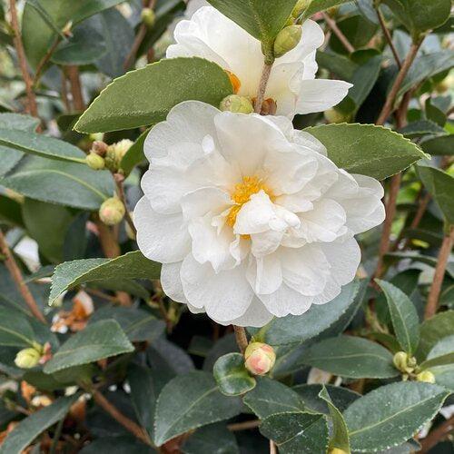 Camellia x 'FARROWCJWD' ~ Just Chill™ Double White Camellia-ServeScape