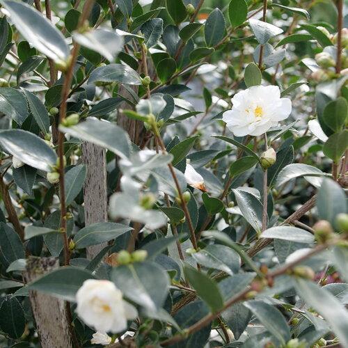 Camellia x 'FARROWCJWD' ~ Just Chill™ Double White Camellia-ServeScape