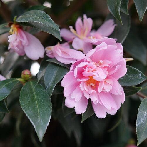 Camellia x 'FARROWCJPD' 36,979 ~ Just Chill™ Double Pink Camellia-ServeScape