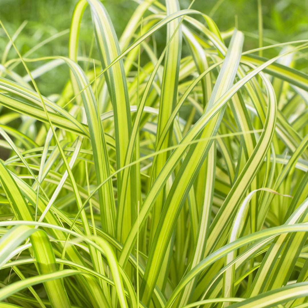 Carex oshimensis 'Eversheen' PP25938 ~ Evercolor® Eversheen Variegated Sedge-ServeScape