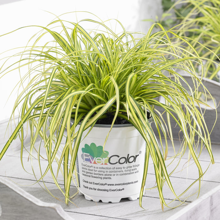 Carex oshimensis 'Eversheen' PP25938 ~ Evercolor® Eversheen Variegated Sedge-ServeScape