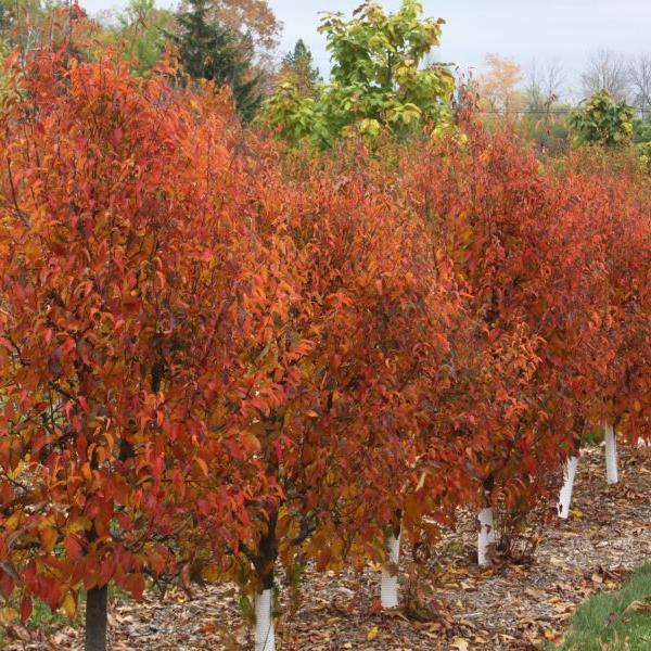 Carpinus caroliniana ‘JN Select A’ PP29969 ~ Fire King™ American Hornbeam-ServeScape