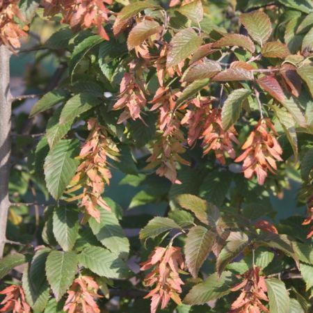 Carpinus caroliniana ‘JN Select A’ PP29969 ~ Fire King™ American Hornbeam-ServeScape