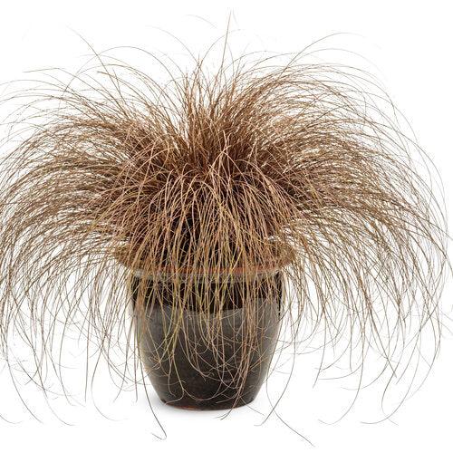 Carex flagellifera 'Toffee Twist' ~ Toffee Twist Sedge-ServeScape