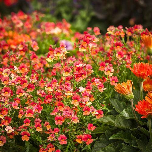 Nemesia 'INNEMBLORA' ~ PW® Sunsatia® Blood Orange™ Nemesia-ServeScape