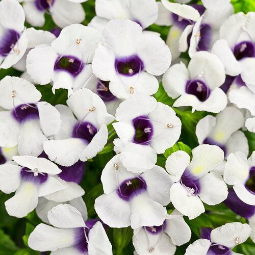 Torenia hybrid 'Grape-o-licious' ~ PW® Catalina® Grape-o-licious™ Wishbone Flower-ServeScape