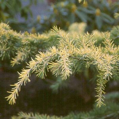 Cedrus deodara 'Aurea' ~ Golden Deodar Cedar-ServeScape