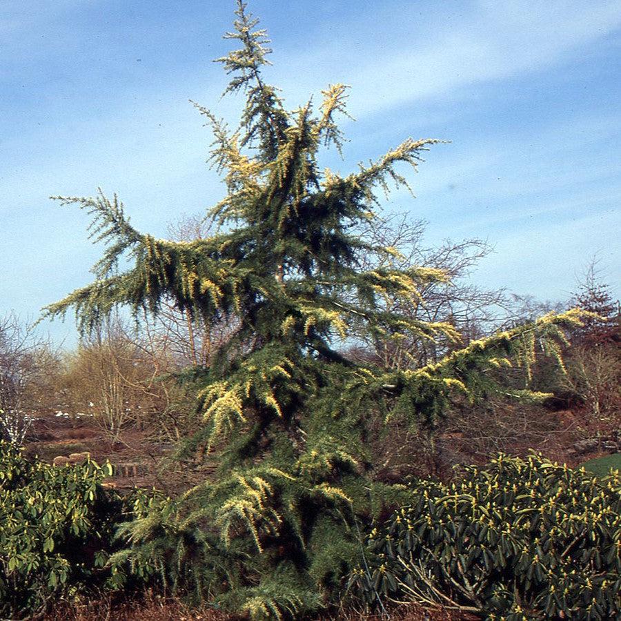 Cedrus deodara 'Aurea' ~ Golden Deodar Cedar-ServeScape