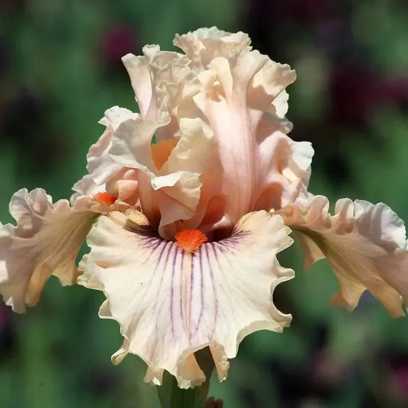 Iris germanica 'Center Line' ~ Center Line Bearded Iris-ServeScape