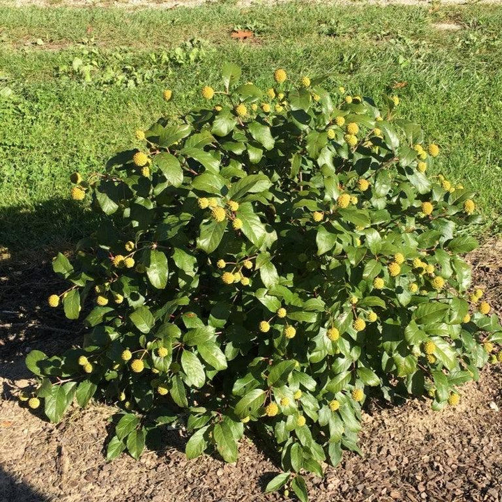 Cephalanthus occidentalis 'Kolmoon' ~ Magical® Moonlight Buttonbush-ServeScape