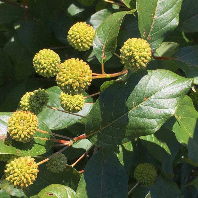 Cephalanthus occidentalis 'Kolmoon' ~ Magical® Moonlight Buttonbush-ServeScape