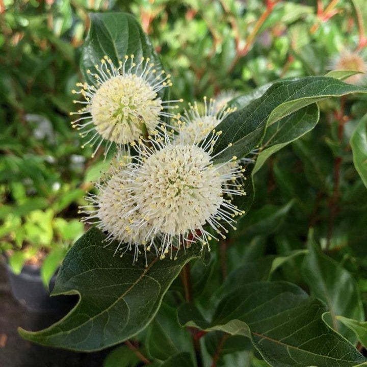 Cephalanthus occidentalis 'Kolmoon' ~ Magical® Moonlight Buttonbush-ServeScape