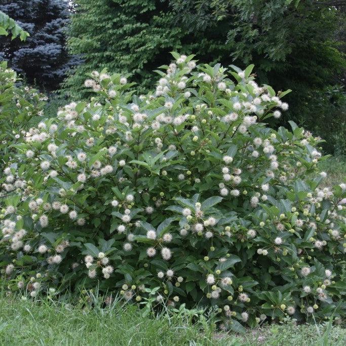 Cephalanthus occidentalis 'Kolmoon' ~ Magical® Moonlight Buttonbush-ServeScape