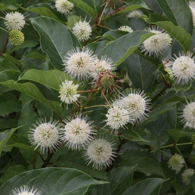 Cephalanthus occidentalis 'Kolmoon' ~ Magical® Moonlight Buttonbush-ServeScape