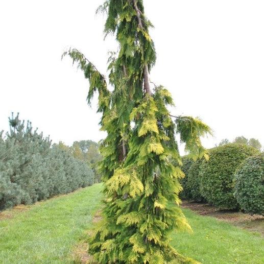 Chamaecyparis lawsoniana 'Filip’s Golden Tears' ~ Filip's Golden Tears Lawson Cypress-ServeScape
