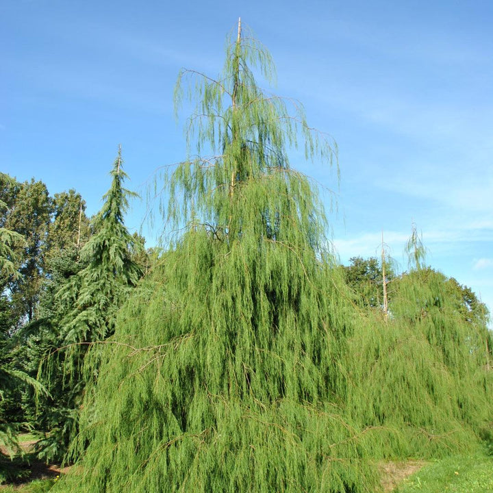 Chamaecyparis lawsoniana ‘Imbricata Pendula’ ~ Imbricata Pendula Lawson Cypress-ServeScape