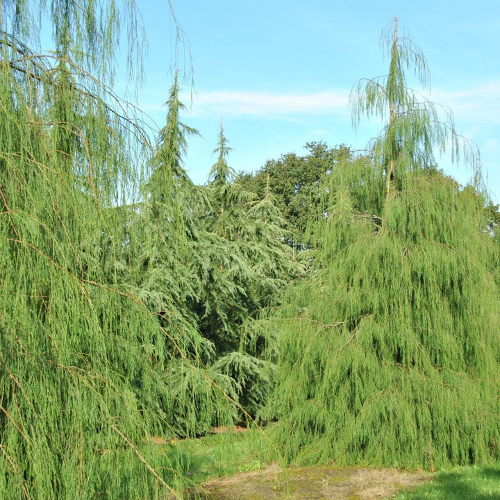 Chamaecyparis lawsoniana ‘Imbricata Pendula’ ~ Imbricata Pendula Lawson Cypress-ServeScape