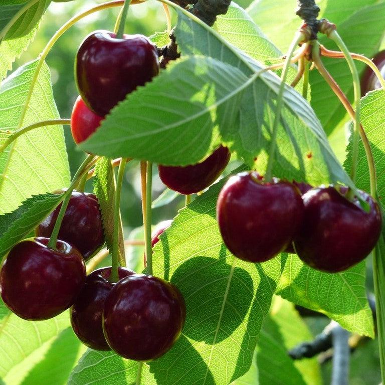 Prunus avium 'Bing' ~ Bing Cherry Tree-ServeScape